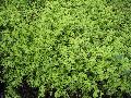 Japanese Gold Mound Spirea / Spiraea japonica 